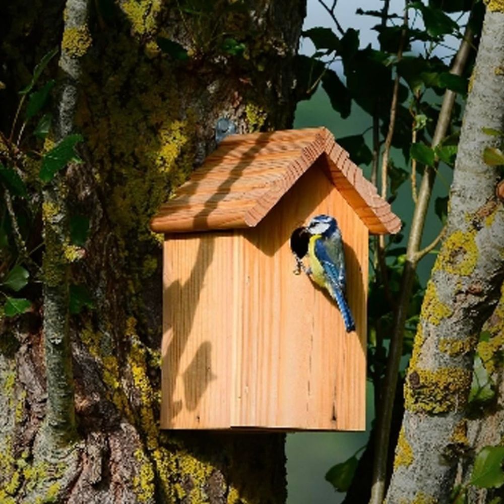 WIWACAM 4K Wi-Fi mini camera for nesting boxes: Live transmission to smartphone, night vision